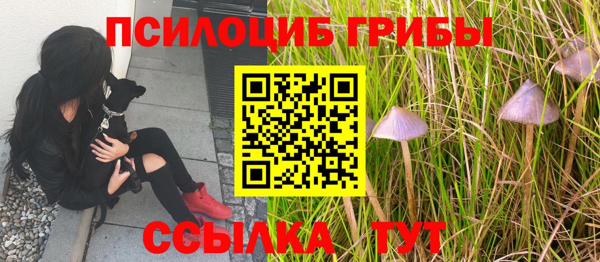 Ковров  купить закладку  Псилоцибиновые грибы MAGIC MUSHROOMS  Вход с VPN  Галлюциногенные грибы Psilocybine cubensis 